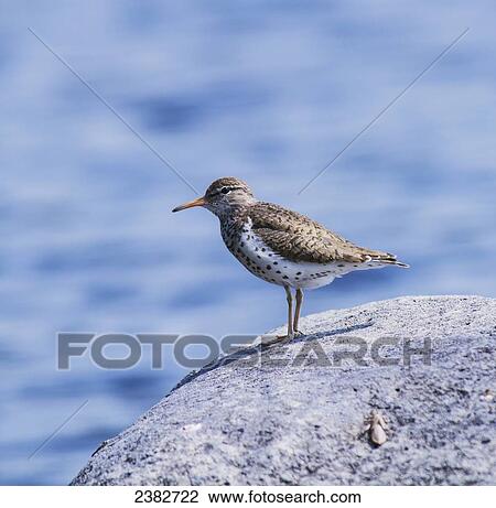 Stock Image - A bird on a rock with water in the background; Field, Ontario, Canada. Fotosearch