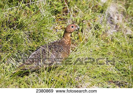 A bird sits alert in the grass; Yukon, Canada View Large Photo Image Stock Photo - A bird sits alert in the grass; Yukon, Canada. Fotosearch