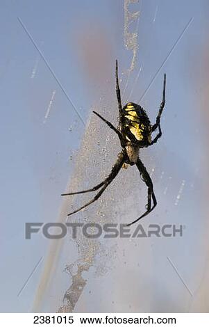 A black and yellow Argiope Spider guards her web; Astoria, Oregon, United States of America View Large Photo Image Stock Photography - A black and yellow Argiope Spider guards her web; Astoria, Oregon, United States of America. Fotosearch