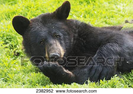 A black bear rolls around in the lush green grass View Large Photo Image Stock Image - A black bear rolls around in the lush green grass. Fotosearch