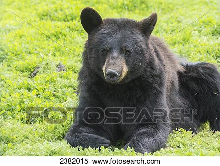 A black bear (Ursus americanus) lays on the grass in a meadow View Large Photo Image Stock Photography - A black bear (Ursus americanus) lays on the grass in a meadow. Fotosearch