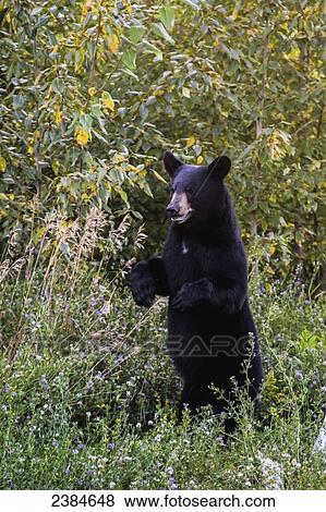 Stock Photo - A black bear (Ursus americanus) stands alert; Fort McMurray, Alberta, Canada. Fotosearch