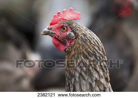 A blue americauna hen at a farm; Palmer, Alaska, United States of America View Large Photo Image Stock Image - A blue americauna hen at a farm; Palmer, Alaska, United States of America. Fotosearch