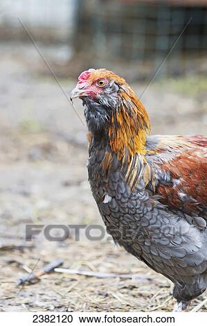 A blue copper marans rooster eating bugs at a farm; Palmer, Alaska, United States of America View Large Photo Image Stock Image - A blue copper marans rooster eating bugs at a farm; Palmer, Alaska, United States of America. Fotosearch