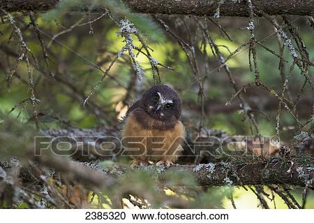 A boreal owlet (Aegolius funereus) sits on a tree branch; Anchorage, Alaska, United States of America View Large Photo Image Stock Image - A boreal owlet (Aegolius funereus) sits on a tree branch; Anchorage, Alaska, United States of America. Fotosearch