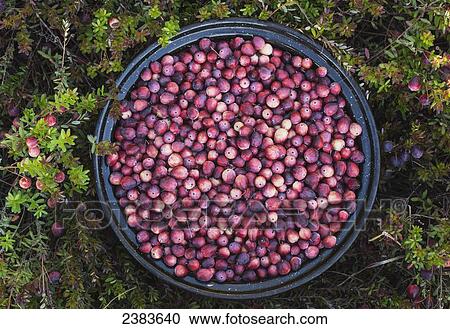 A bowl full of cranberries; Ontario, Canada View Large Photo Image Stock Image - A bowl full of cranberries; Ontario, Canada. Fotosearch
