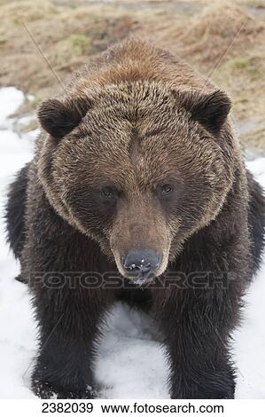 A brown bear sits in the snow staring at the camera View Large Photo Image Stock Photo - A brown bear sits in the snow staring at the camera. Fotosearch
