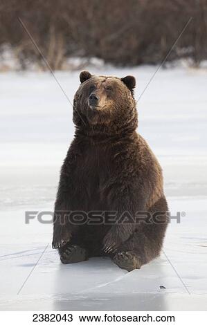 A brown bear sits on a frozen lake View Large Photo Image Stock Image - A brown bear sits on a frozen lake. Fotosearch