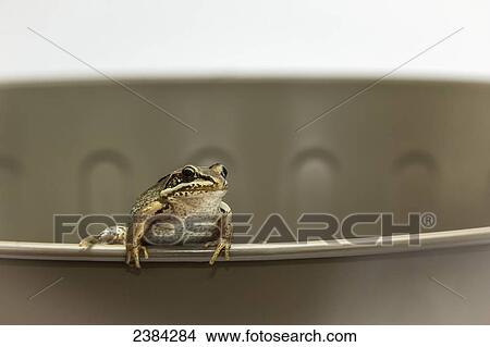 A brown frog perched on the edge of a bucket; Fort McMurray, Alberta, Canada View Large Photo Image Picture - A brown frog perched on the edge of a bucket; Fort McMurray, Alberta, Canada. Fotosearch