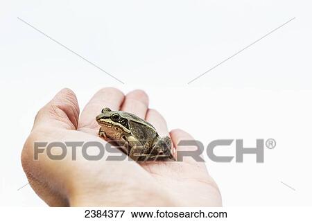 Stock Photo - A brown frog sitting in a person's hand; Fort McMurray, Alberta, Canada. Fotosearch