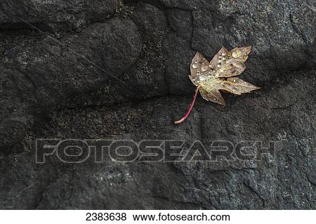 Stock Photo - A brown leaf laying on a black rock; Ontario, Canada. Fotosearch