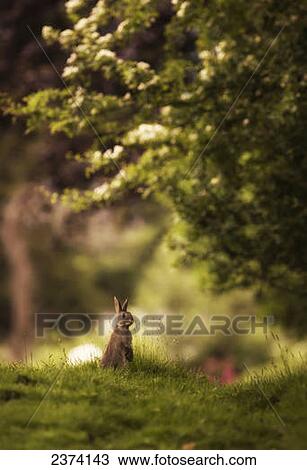 Stock Image - A brown rabbit sits up with ears perked; Lake District, Cumbria, England. Fotosearch