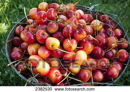 Stock Image - A bucket of ripe Ranier Cherries are freshly picked in the Okanagan; British Columbia, Canada. Fotosearch