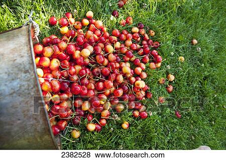 Stock Photo - A bucket of ripe Ranier cherries freshly picked in the Okanagan; British Columbia, Canada. Fotosearch