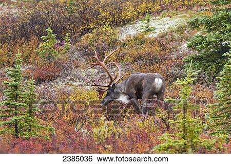 Stock Photograph - A Bull Caribou standing in yellow and red autumn colours, Denali National Park; Alaska, United States of America. Fotosearch
