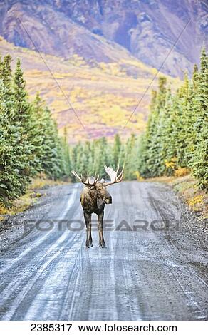 A bull moose stands in the middle of Denali Park Road, in Denali National Park and Preserve, with the mountains in the background in autumn; Alaska, United States of America View Large Photo Image Stock Photo - A bull moose stands in the middle of Denali Park Road, in Denali National Park and Preserve, with the mountains in the background in autumn; Alaska, United States of America. Fotosearch