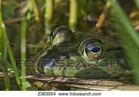A bullfrog (Lithobates catesbeianus) rests in a pond; Astoria, Oregon, United States of America View Large Photo Image Picture - A bullfrog (Lithobates catesbeianus) rests in a pond; Astoria, Oregon, United States of America. Fotosearch