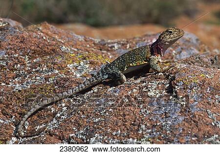 Stock Image - A Collared Lizard suns on a rock; Lawton, Oklahoma, United States of America. Fotosearch