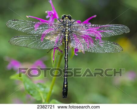 Stock Image - A dragonfly on a bright pink blossom; Field, Ontario, Canada. Fotosearch