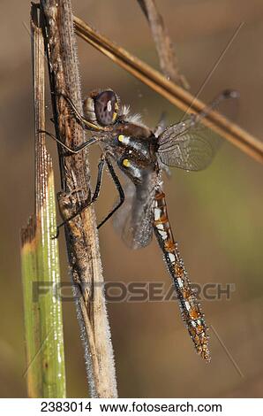 Picture - A dragonfly watches for prey; Astoria, Oregon, United States of America. Fotosearch