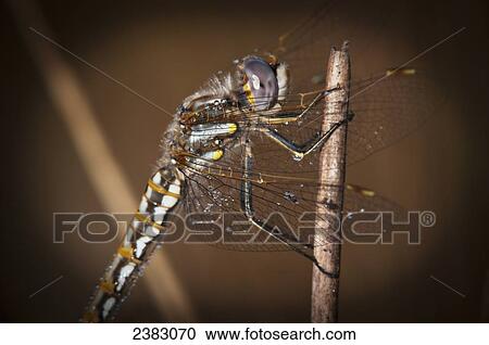 Stock Image - A dragonfly watches for prey; Astoria, Oregon, United States of America. Fotosearch