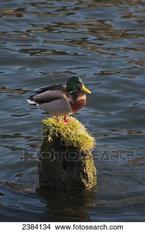 A drake Mallard perches on a piling; Astoria, Oregon, United States of America View Large Photo Image Picture - A drake Mallard perches on a piling; Astoria, Oregon, United States of America. Fotosearch