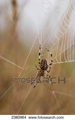 A European Garden Spider waits in her web; Astoria, Oregon, United States of America View Large Photo Image Picture - A European Garden Spider waits in her web; Astoria, Oregon, United States of America. Fotosearch