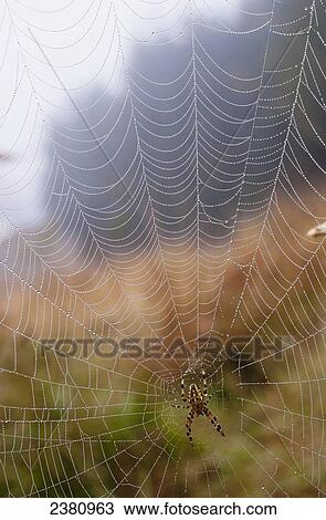 A European Garden Spider waits in her web; Astoria, Oregon, United States of America View Large Photo Image Stock Image - A European Garden Spider waits in her web; Astoria, Oregon, United States of America. Fotosearch