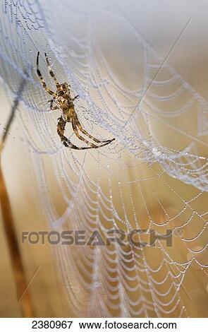A European Garden Spider waits in her web; Astoria, Oregon, United States of America View Large Photo Image Stock Photo - A European Garden Spider waits in her web; Astoria, Oregon, United States of America. Fotosearch