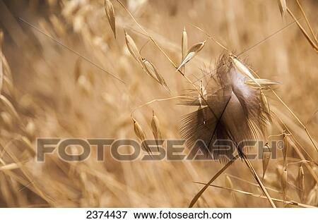 A feather catches on oats; Willows, California, United States of America View Large Photo Image Stock Photo - A feather catches on oats; Willows, California, United States of America. Fotosearch