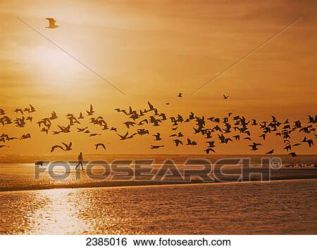 A flock of birds fly over the beach and ocean as the sun sets at Siltcoos Beach; Florence, Oregon, United States of America View Large Photo Image Stock Photograph - A flock of birds fly over the beach and ocean as the sun sets at Siltcoos Beach; Florence, Oregon, United States of America. Fotosearch