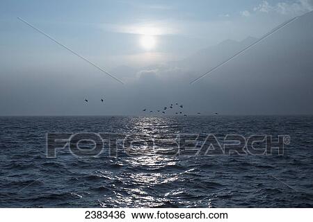 A flock of birds flying over Lake Maggiore with the Swiss Alps in the background; Ascona, Ticino, Switzerland View Large Photo Image Stock Photograph - A flock of birds flying over Lake Maggiore with the Swiss Alps in the background; Ascona, Ticino, Switzerland. Fotosearch