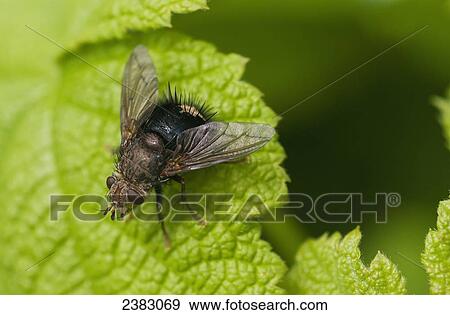Stock Photo - A fly rests on a leaf; Astoria, Oregon, United States of America. Fotosearch