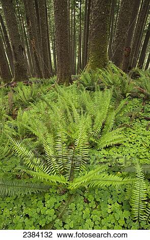 Stock Image - A forest scene on Neahkahnie Mountain; Manzanita, Oregon, United States of America. Fotosearch