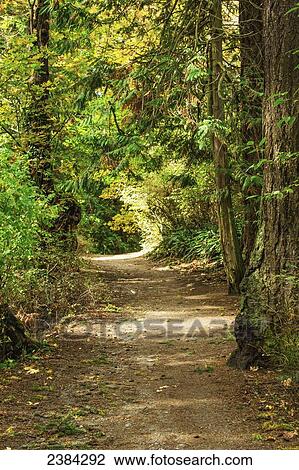 Stock Image - A forest trail with oak and maple trees in Mount Douglas Park; Victoria, British Columbia, Canada. Fotosearch