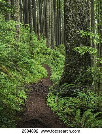 Stock Image - A forested trail passes over Neahkahnie Mountain; Manzanita, Oregon, United States of America. Fotosearch
