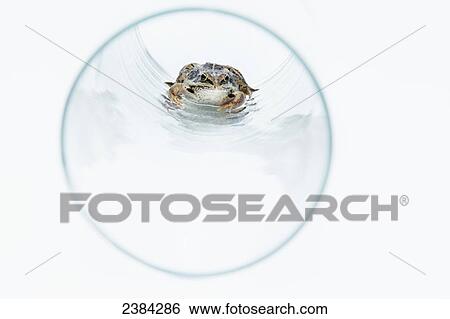 Stock Photograph - A frog sits in a glass jar looking straight ahead; Fort McMurray, Alberta, Canada. Fotosearch