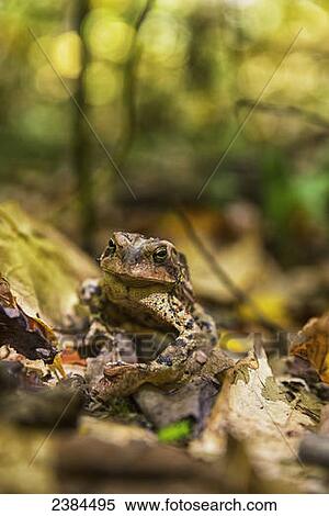 Stock Photography - A frog sits on autumn coloured fallen leaves, Algonquin Provincial Park; Ontario, Canada. Fotosearch