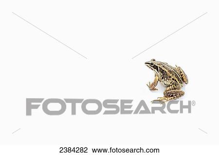 Stock Image - A frog sitting against a white background; Fort McMurray, Alberta, Canada. Fotosearch