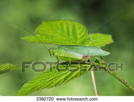 A green insect camouflaged on a green leaf; Field, Ontario, Canada View Large Photo Image Stock Image - A green insect camouflaged on a green leaf; Field, Ontario, Canada. Fotosearch