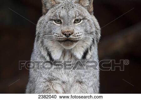 A grey lynx staring at the camera View Large Photo Image Stock Image - A grey lynx staring at the camera. Fotosearch