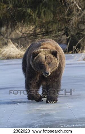 A grizzly bear (Ursus arctos) walks on a frozen lake View Large Photo Image Stock Image - A grizzly bear (Ursus arctos) walks on a frozen lake. Fotosearch