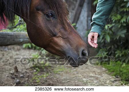 A hand reaching to touch the nose of a horse, Halibut Cove, Kachemak Bay, Kenai Peninsula; Alaska, United States of America View Large Photo Image Stock Photograph - A hand reaching to touch the nose of a horse, Halibut Cove, Kachemak Bay, Kenai Peninsula; Alaska, United States of America. Fotosearch