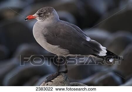 Stock Image - A Heermann's Gull (Larus heermanni) stands on a rock; Seaside, Oregon, United States of America. Fotosearch