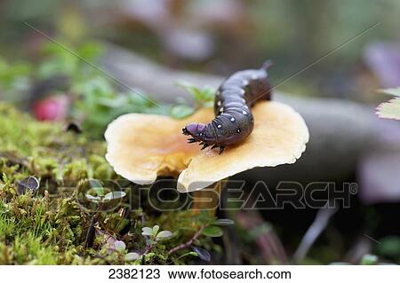 A hornworm on a mushroom; Palmer, Alaska, United States of America View Large Photo Image Stock Image - A hornworm on a mushroom; Palmer, Alaska, United States of America. Fotosearch