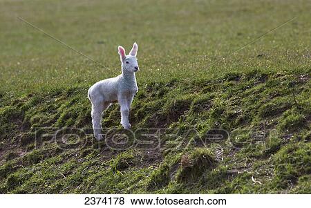 Stock Photo - A lamb watching with ears perked up; Northumberland, England. Fotosearch