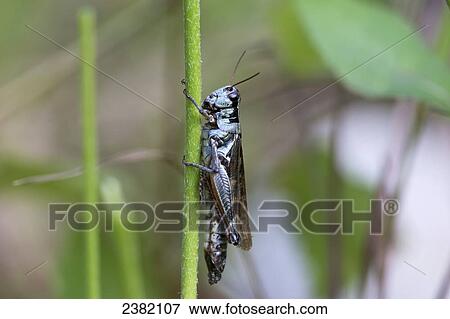 A large grasshopper enjoying a summer day; Palmer, Alaska, United States of America View Large Photo Image Stock Photo - A large grasshopper enjoying a summer day; Palmer, Alaska, United States of America. Fotosearch