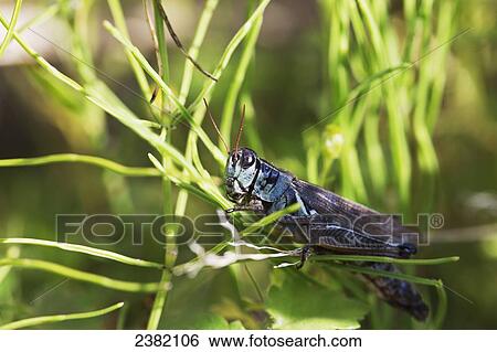 Stock Photograph - A large grasshopper enjoying a summer day; Palmer, Alaska, United States of America. Fotosearch