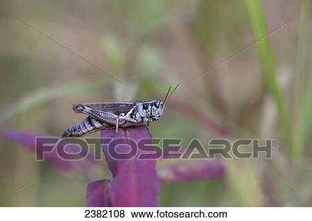 A large grasshopper sitting on a red leaf on a summer day; Palmer, Alaska, United States of America View Large Photo Image Stock Photo - A large grasshopper sitting on a red leaf on a summer day; Palmer, Alaska, United States of America. Fotosearch