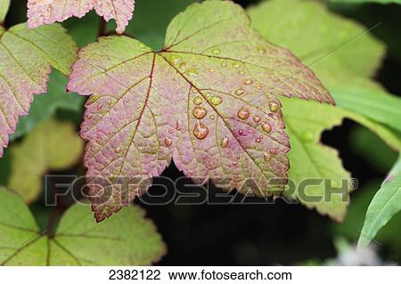 A leaf starting to get autumn colours; Palmer, Alaska, United States of America View Large Photo Image Stock Image - A leaf starting to get autumn colours; Palmer, Alaska, United States of America. Fotosearch